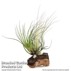 Air Plant On Bog Wood -Tulip Bloom TILL BOGWOOD4P T48230