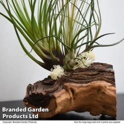 Air Plant On Bog Wood -Tulip Bloom TILL BOGWOOD4P T48233