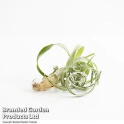 Air Plant (Tillandsia) 'Curly Slim' -Tulip Bloom TILL CURLYSLIM T49615