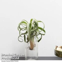 Air Plant (Tillandsia) 'Curly Slim' -Tulip Bloom TILL CURLYSLIM T49617
