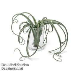 Air Plant (Tillandsia) 'Curly Slim' -Tulip Bloom TILL CURLYSLIM W48803
