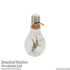 Airplant (Tillandsia) In A Light Bulb (Medium) -Tulip Bloom TILL LIGHTBULB T49713