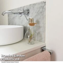 Airplant (Tillandsia) In A Light Bulb (Medium) -Tulip Bloom TILL LIGHTBULB T49714