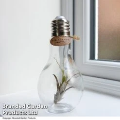 Airplant (Tillandsia) In A Light Bulb (Medium)