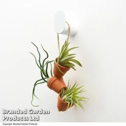 Air Plant Mini Pots On Rope