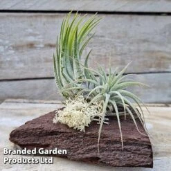 Air Plants (Tillandsia) On Mini Wooden Log -Tulip Bloom TILL MINIWOODE S45228C