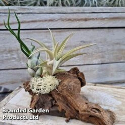 Air Plants (Tillandsia) On Mini Wooden Log -Tulip Bloom TILL MINIWOODE S45229B