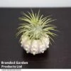 Air Plant (Tillandsia) In Sputnik Sea Urchin