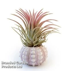 Air Plant (Tillandsia) In Sputnik Sea Urchin -Tulip Bloom TILL SPUTNIKSE W46925