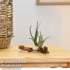 Air Plants (Tillandsia) On Mini Wooden Log -Tulip Bloom TILL WOODENLOG T47201