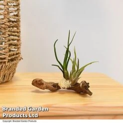 Air Plants (Tillandsia) On Mini Wooden Log -Tulip Bloom TILL WOODENLOG T47202