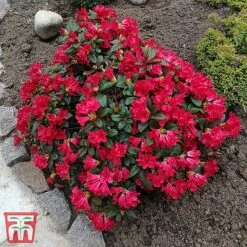 Rhododendron 'Scarlet Wonder'