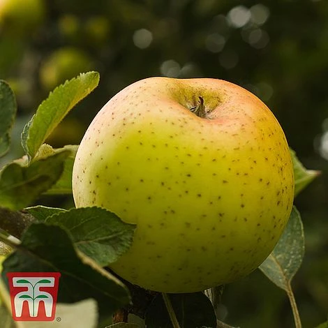 Apple 'Herefordshire Russet' 1 Apple 'Herefordshire Russet'
