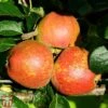 Apple 'Kidd's Orange Red'