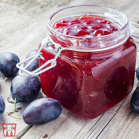 Damson 'Shropshire Prune' 1 Damson 'Shropshire Prune'