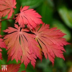 Acer Japonicum 'Aconitifolium' -Tulip Bloom TKA3062 ACER 3