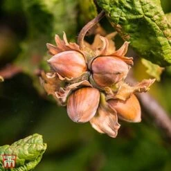 Corylus Avellana 'Twister' 6 Corylus Avellana 'Twister' -Tulip Bloom TKA3098 CORY 3