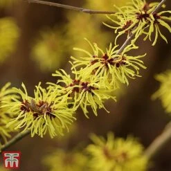 Hamamelis X Intermedia 'Ruby Glow' -Tulip Bloom TKA3152 HAMA 3