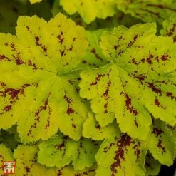 Heucherella 'Solar Power'