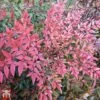 Nandina Domestica 'Flirt'