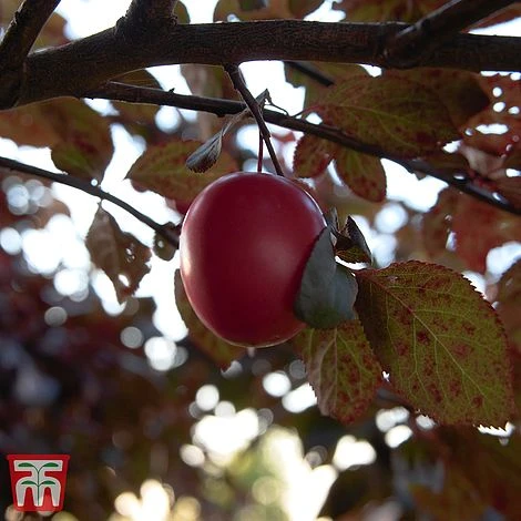 Prunus Cerasifera 'Nigra' 2 Prunus Cerasifera 'Nigra' - Image 2