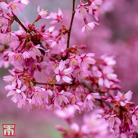 Prunus X Incam 'Okamé' 1 Prunus X Incam 'Okamé'