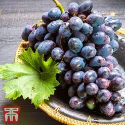 Grape 'Chasselas Doré' -Tulip Bloom TKA3704 GRAP 2