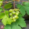 Grape 'Muscat Of Alexandria'