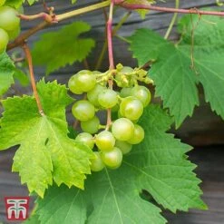 Grape 'Muscat Of Alexandria'