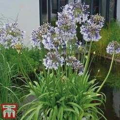 Agapanthus 'Fireworks' -Tulip Bloom TM1