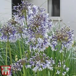 Agapanthus 'Fireworks' -Tulip Bloom TM3