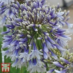 Agapanthus 'Fireworks' -Tulip Bloom TM4