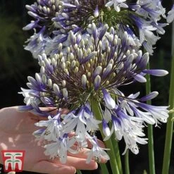Agapanthus 'Fireworks' -Tulip Bloom TM5