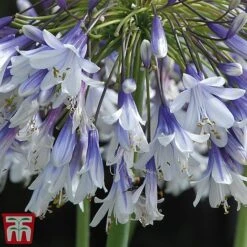 Agapanthus 'Fireworks' -Tulip Bloom TM6