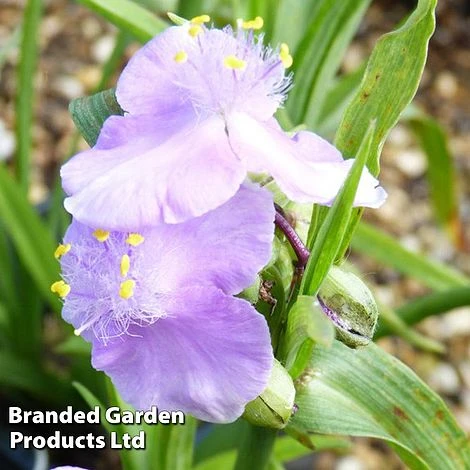 Tradescantia Charlotte 1 Tradescantia Charlotte