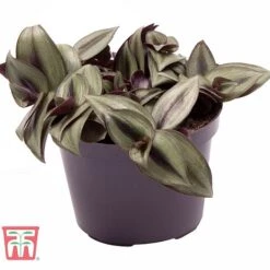 Tradescantia Zebrina -Tulip Bloom TRAD TKA2955 B