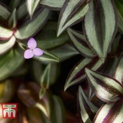Tradescantia Zebrina -Tulip Bloom TRAD TKA2955 C