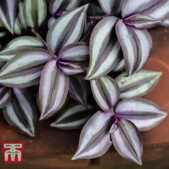 Tradescantia Zebrina -Tulip Bloom TRAD TKA2955 D