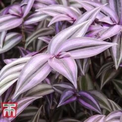 Tradescantia Zebrina -Tulip Bloom TRAD TKA2955 E