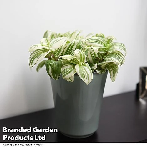 Tradescantia 'Brightness' 1 Tradescantia 'Brightness'