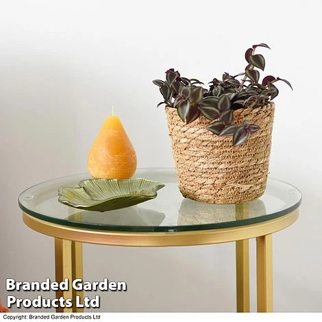 Tradescantia Purple Passion 3 Tradescantia Purple Passion - Image 3