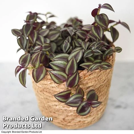 Tradescantia Purple Passion 1 Tradescantia Purple Passion