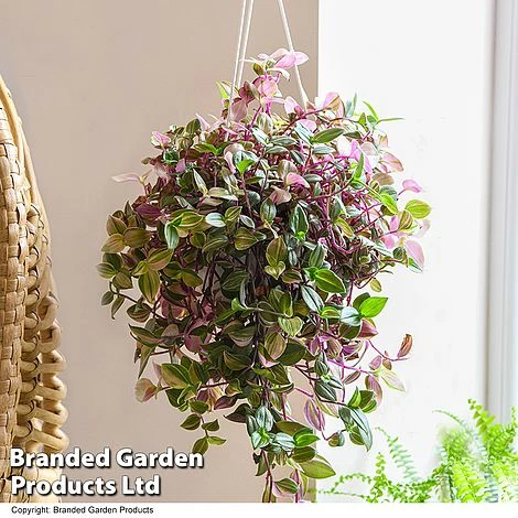 Tradescantia Albilfora 'Tricolor Rosa' 1 Tradescantia Albilfora 'Tricolor Rosa'