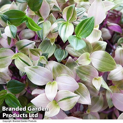 Tradescantia Albilfora 'Tricolor Rosa' 2 Tradescantia Albilfora 'Tricolor Rosa' - Image 2