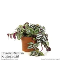 Tradescantia Zebrina -Tulip Bloom TRAD ZEBRI12CM T48398