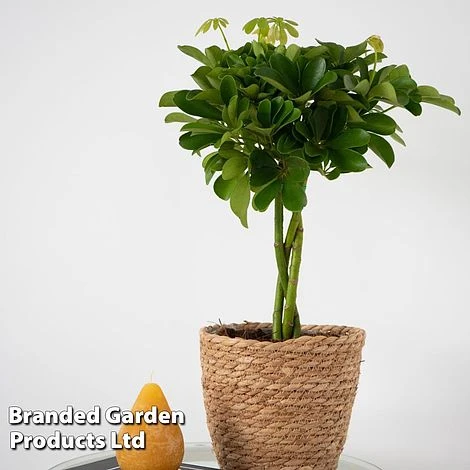Umbrella Plant With Braided Stem 2 Umbrella Plant With Braided Stem - Image 2