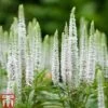 Veronica Spicata 'Snow Candles'