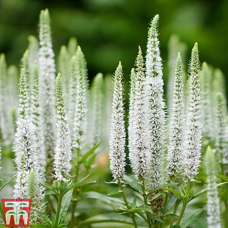 Veronica Spicata 'Snow Candles' 1 Veronica Spicata 'Snow Candles'