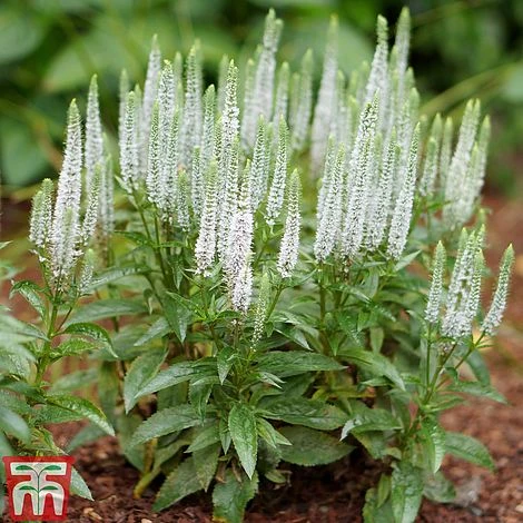 Veronica Spicata 'Snow Candles' 2 Veronica Spicata 'Snow Candles' - Image 2