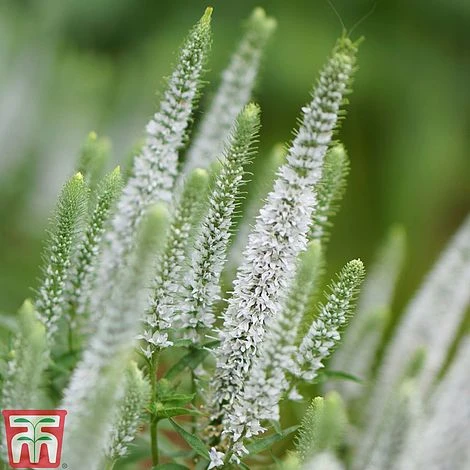 Veronica Spicata 'Snow Candles' 3 Veronica Spicata 'Snow Candles' - Image 3